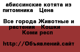 абиссинские котята из питомника › Цена ­ 15 000 - Все города Животные и растения » Кошки   . Коми респ.